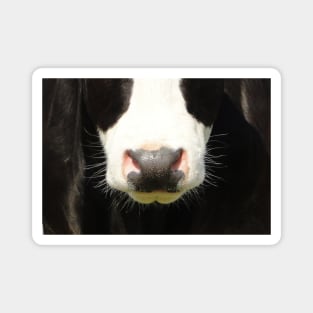 Moo Snout Magnet