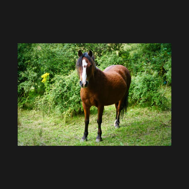 Beautiful Small Brown Horse / Pony In Field by Harmony-Mind