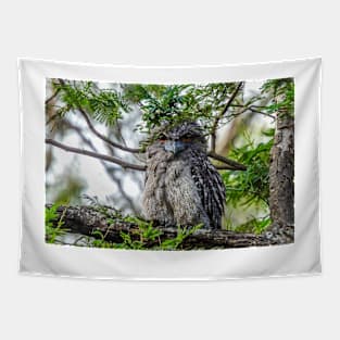 Tawny Frogmouth giving me that stare Tapestry