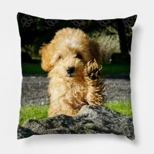 Toy Poodle Puppy Pillow