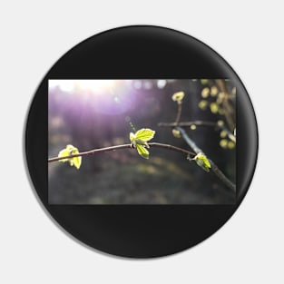 Illuminating young leaves Pin