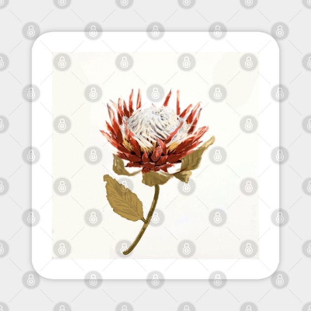 Protea - Still Life - Botanical Art Magnet by Krusty