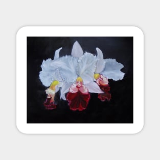 Cattleya Orchid 1 Magnet