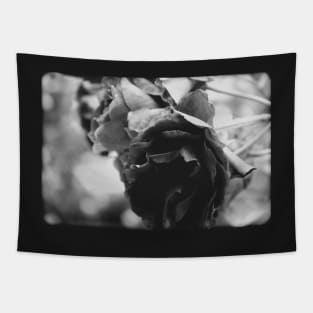 Two beautiful vintage roses on a black and white film Tapestry