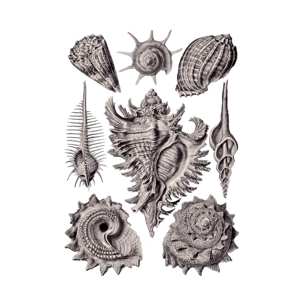 Ernst Haeckel Prosobranchia Sea Shells Aubergine by Scientistudio