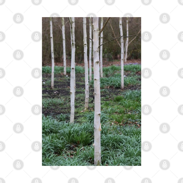 Silver birch trees by Jonesyinc