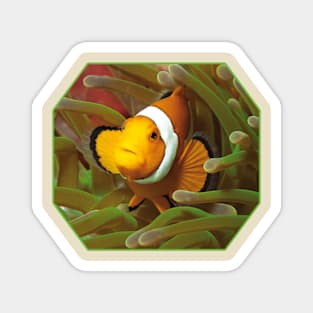 Anemone fish | I'm living here! | Magnet