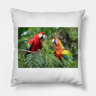 Scarlet Macaws - Costa Rica Pillow