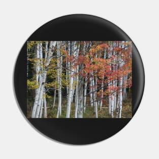 tall trees Pin