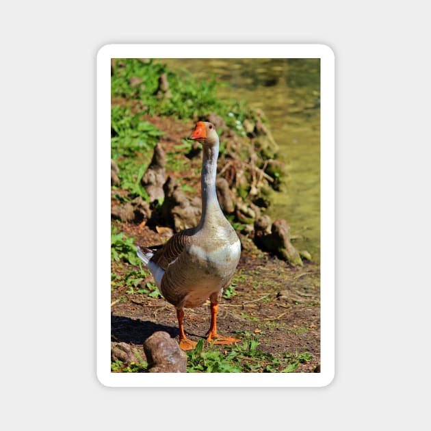 Graylag Goose Magnet by Cynthia48