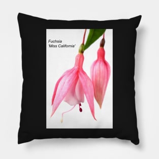 Fuchsia  'Miss California' Pillow