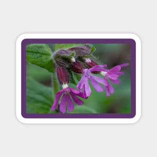 English Wild Flowers - Red Campion Magnet