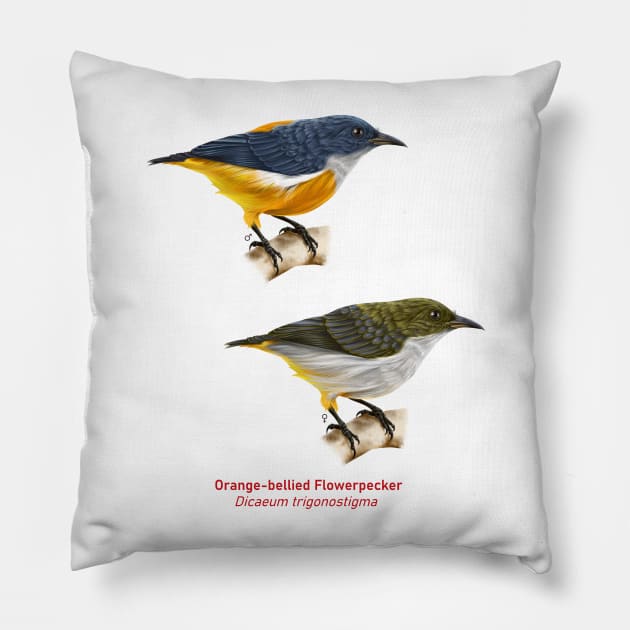 Orange-bellied Flowerpecker | Dicaeum trigonostigma ⚥ Pillow by bona 