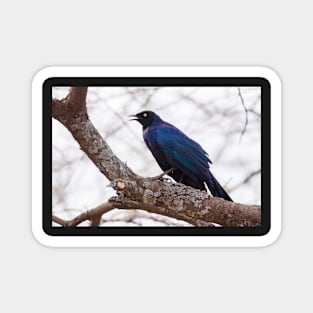 Ruppel's Long Tailed Starling Magnet