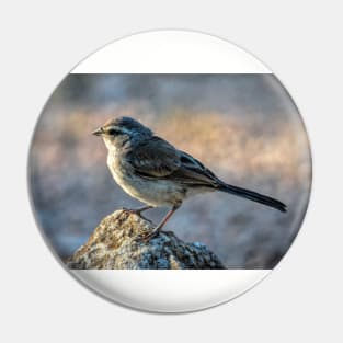 Juvenile Black Throated Sparrow Pin