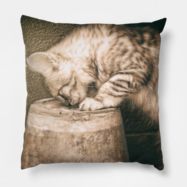 Cat curiosity Pillow by RiverPhildon