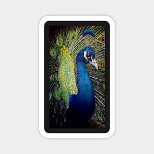 Peacock at night Magnet