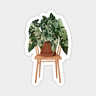 Philodendron Magnet