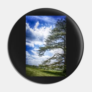 Cedar of Lebanon tree with blue sky Pin