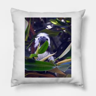 Cotton-top Tamarin Pillow