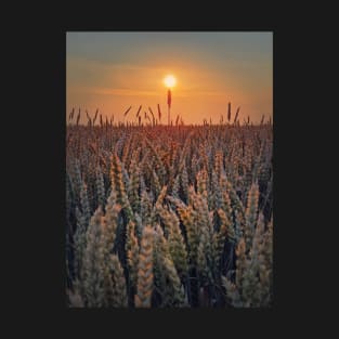 summer sun above the wheat field T-Shirt