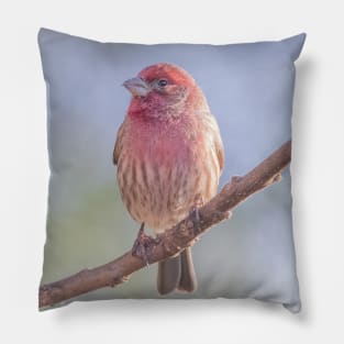 House Finch on blue/green blurred background Pillow