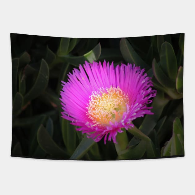 Pink Ice Plant Flower Tapestry by oknoki