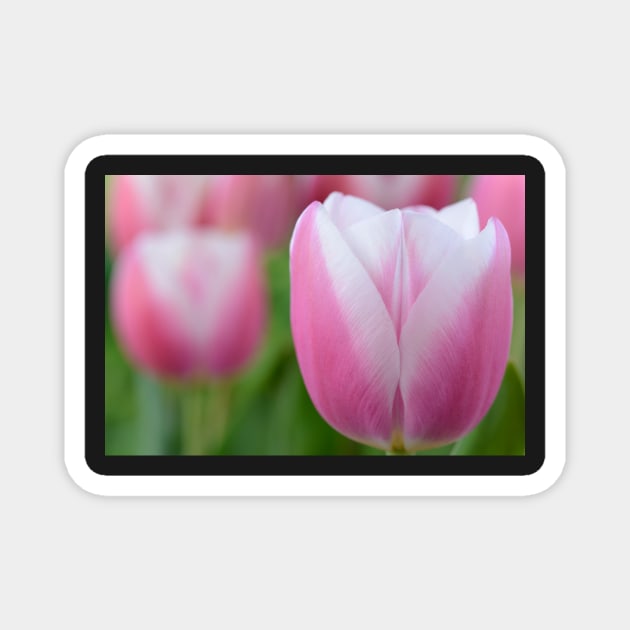 Tulipa &#39;Valentine&#39; Triumph Group Tulip Magnet by chrisburrows