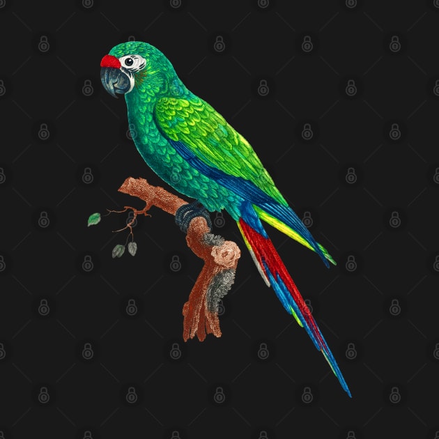 Black Panther Art - Beautiful Parrot 4 by The Black Panther