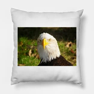 Looking Eagle Pillow