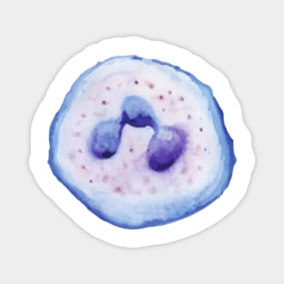 Neutrophil WBC white blood cell Magnet