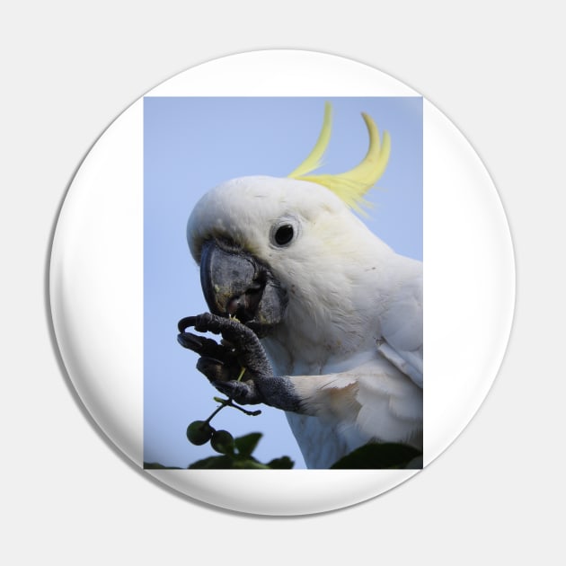 Sulphur Crested Cockatoo Pin by kirstybush