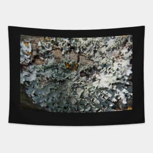 Grey Lichen - South Australia Tapestry