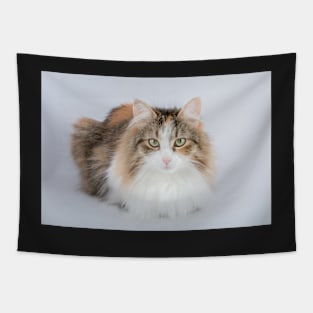 Long Hair tortoiseshell cat Tapestry