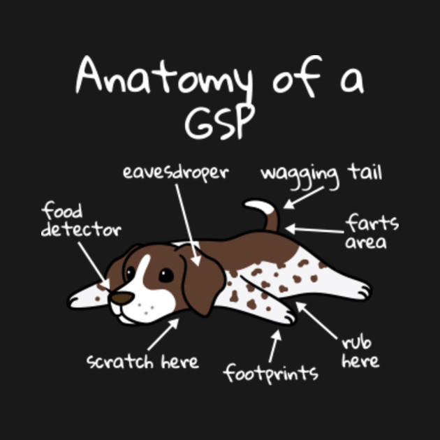 Anatomy Of A German Shorthaired Pointer German Shorthaired