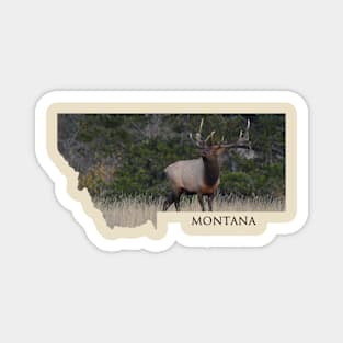 Montana- Rocky Mountain Elk Magnet