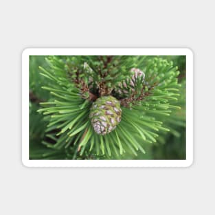 Young Pine Cone in Greens Magnet