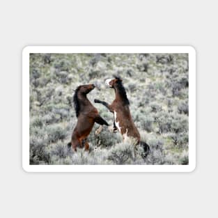 Wild Mustang Battle Photo Magnet