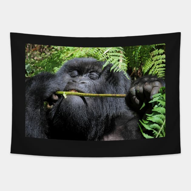 Silverback Gorilla Eating,  Hirwa Group,  Rwanda,  East Africa Tapestry by Carole-Anne