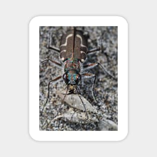 Hairy-necked tiger beetle Magnet