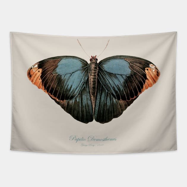 Butterfly - Purple Owl, Papilio Demosthenes, Caligo Beltrao Illiger Tapestry by SPJE Illustration Photography