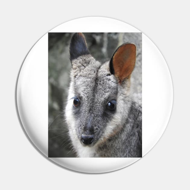 Rock Wallaby Pin by kirstybush