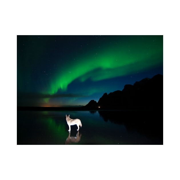 Balto and the aurora. by RonniHauks