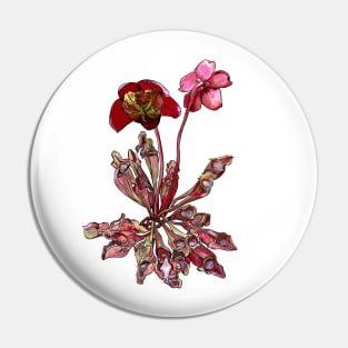 Pitcher Plant, Sarracenia purpurea Pin