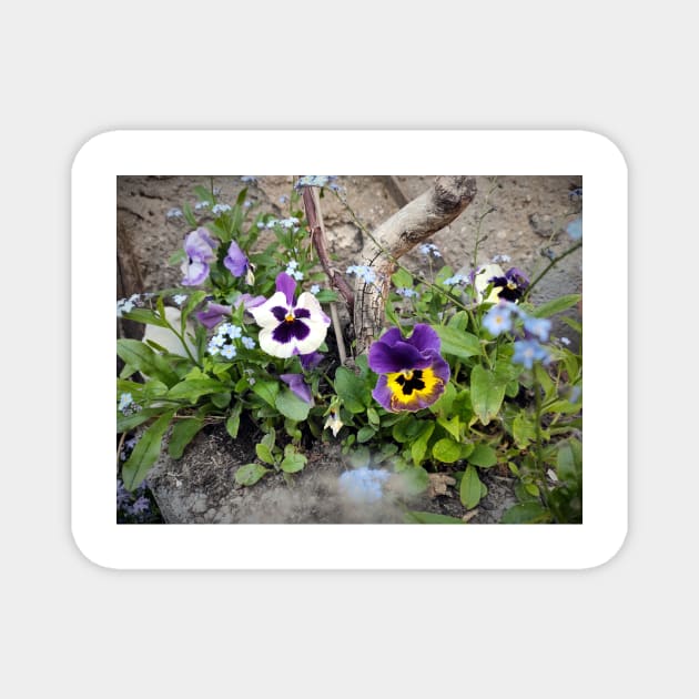 pansies Magnet by Gourmetkater