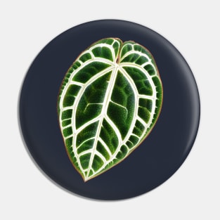 Anthurium crystallinum - L'illustration horticole - Botanical Illustration Pin