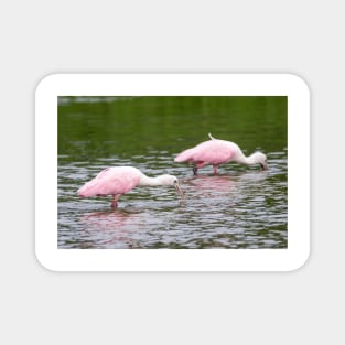 Pink Roseate Spoonbills Feeding Magnet