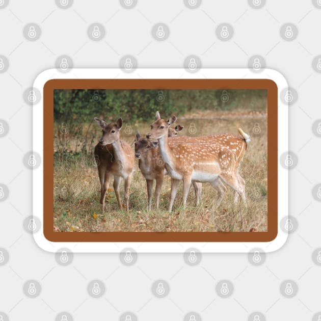 Fallow Deer - Bushy Park, London Magnet by LeanneAllen