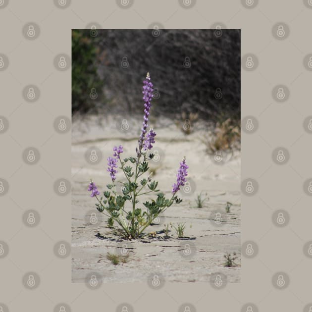 Purple Lupine in the Desert Oasis by ButterflyInTheAttic