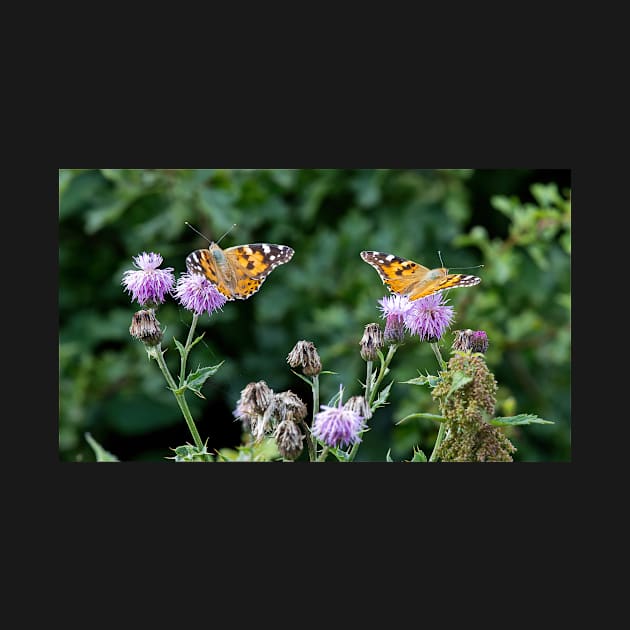 Painted Lady Butterfly in sunshine by Violaman